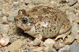 Black And Yellow Spotted Frog This Frog Looks Like My Cat No Kidding Frog And Toad Frog Amazing Frog