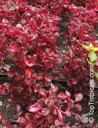 Image result for Iresine lindenii