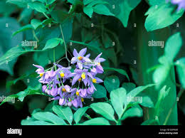 Image result for Solanum seaforthianum