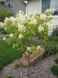 Known as smooth hydrangea, this shrub reaches around 3 to 5 feet tall and wide and produces white to pink flowers.; Limelight Hydrangea Tree On Standard Hydrangea Landscaping Limelight Hydrangea Tree Hydrangea Tree