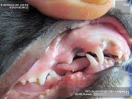 Once i asked a vet and she told me that a tooth may slip out of its seat and appear my sonic's upper canines (although we're down to one canine now after his dental surgery last year) have always been a bit vampire kitty and. Canine Overbite Our Seattle Veterinarians Explain Some Potential Dangers For Your Pup Seattle Wa Veterinarians Veterinary Hospital Hawthorne Hills Veterinary Hospital Seattle