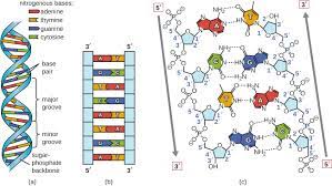 Dna replication is a process in which the dna divides into two same copies during cell division. Structure And Function Of Dna Microbiology