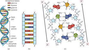 This structure is very stable and it occurs because the dna base pairs are able to interact with other bases in a very specific pattern: Structure And Function Of Dna Microbiology