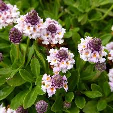 Image result for Tinospora orophila