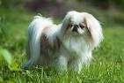 Japanese Chin Dog Breed Information - American Kennel Club