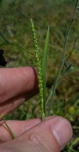 Image result for Anthephora cristata