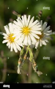 Image result for Lactuca indica