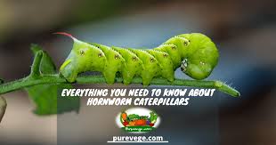 Mature larvae drop from leaves into soil to pupate; Everything You Need To Know About Hornworm Caterpillars
