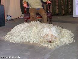 Image result for Komondor