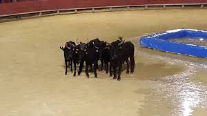 Toro Piscine La Grande Motte 2016 Youtube