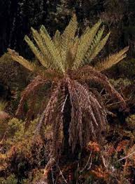 Image result for Pseudo Agrostistachys