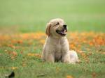 65 Cute Puppy Pictures to Brighten Your Day