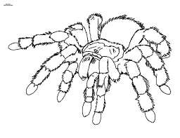 Now he has to follow in the footsteps of his mentor and defend his home and city. Coloring Pages Coloring Pages Tarantulas Printable For Kids Adults Free