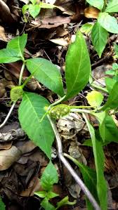 Image result for Dorstenia buchananii