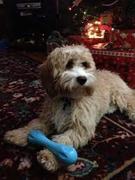 13 Puppy Time Ideas Puppy Time Puppies Dogs