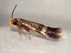 Image result for Stigmella speciosa