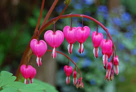 Bleeding Heart Flowers Bleeding Heart Flower Most Beautiful Flowers Bleeding Heart