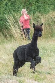A york stay at the park inn by radisson york city centre for two people with breakfast, chocolates and 1pm late checkout. Alpaca Wanted Dead By Government Officials Doesn T Have Tb Claims Owner Daily Mail Online