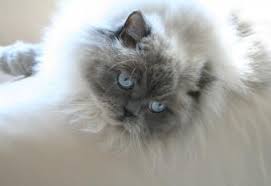 The himalayan is one of the most popular breeds of cats. Himalayan Cat Pictures And Breed History Lovetoknow