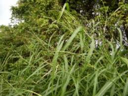 Image result for Coelorachis