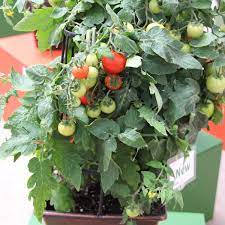 Tomato Summerlast Greenhouse Product News