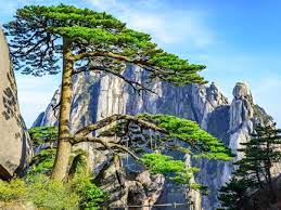 There are thousands of species of trees in china and below is. The Most Famous Tree In China China Admissions