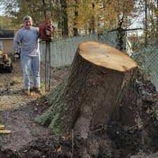 We are proud to say we've been around for over 20 years and are licensed, bonded, and. Walt S Tree Stump Removal 22 Photos Tree Services 109 Bell Hill Dr Yorktown Va Phone Number