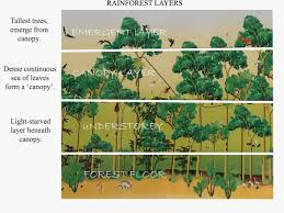 Definition of rainforest in the definitions.net dictionary. Rainforest Trees For Beginners Owlcation