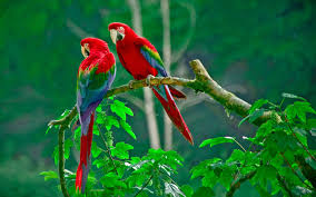 Birds Of Paradise Wallpaper Hd Birds Picture Hd Wallpapers Backgrounds Of Your Choice Beautiful Bird Wallpaper Parrot Wallpaper Bird Wallpaper