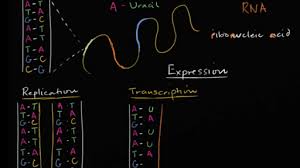 Rna normally exists as a single strand (and not label the box with the x in it near the nucleus with the word transcription and proceed to color the bases according to the key below. Dna Replication And Rna Transcription And Translation Video Khan Academy
