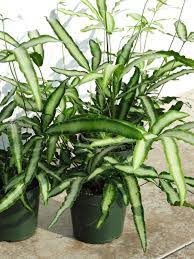 Image result for Pteris friesii