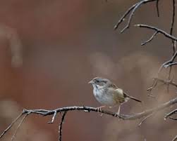 Looking for help with these two sparrows. Taken today in Williamson County,  far southern Illinois. Thank you!