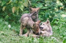 Bildergebnis für wolfsbabys bilder