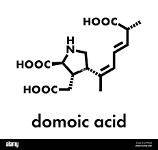 Image result for Amnesic Shellfish Poisoning