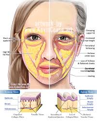 Kevin Cease Aging Skin Comparison Facial Aesthetics Facial Anatomy Aging Skin