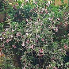 Image result for Jasminum beesianum