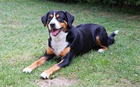 Habanero de la maladie d'amour. Appenzeller Sennenhund Charakter Haltung Pflege Zooplus