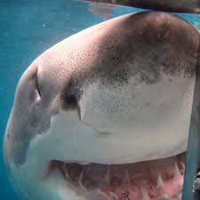 | countdown to shark week: Big Sharks Valerie Taylor Hand Feeds A Great White