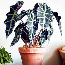 Find a warm, bright area in your home for these beauties. Alocasias Assorted Varieties Shopee Philippines