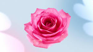 Image result for Rosa