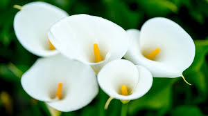 We did not find results for: 5 Most Beautiful Flowers In The World Musafir