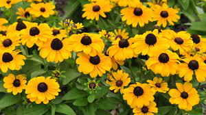 Maybe you would like to learn more about one of these? 15 Best Zone 7 Plants To Put In Your Garden