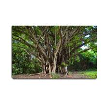 Image result for Ficus chirindensis