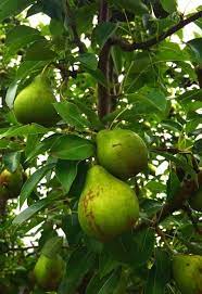 While the majority of fruit trees may not tolerate shady growing conditions, plenty of other fruiting plants will. 15 Best Fruit Trees And Berries That Grow In The Shade