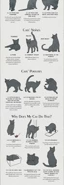 Pin By Mary Powell On Softness Cat Behavior Cats And Kittens Cat Language