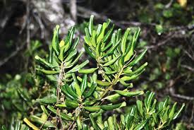 Image result for Myrsine