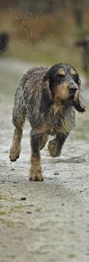Voortgekomen uit de kruising van een bleu de gascogne van gemiddelde grootte met een griffon met borstelig haar (meer in het bijzonder de griffon vendéen). Griffon Bleu De Gascogne Der Blaue Franzose Wild Und Hund
