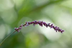 Image result for Persicaria hystricula