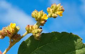 Image result for Waltheria indica