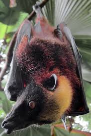 Maybe you would like to learn more about one of these? Giant Golden Crowned Flying Fox The Parody Wiki Fandom